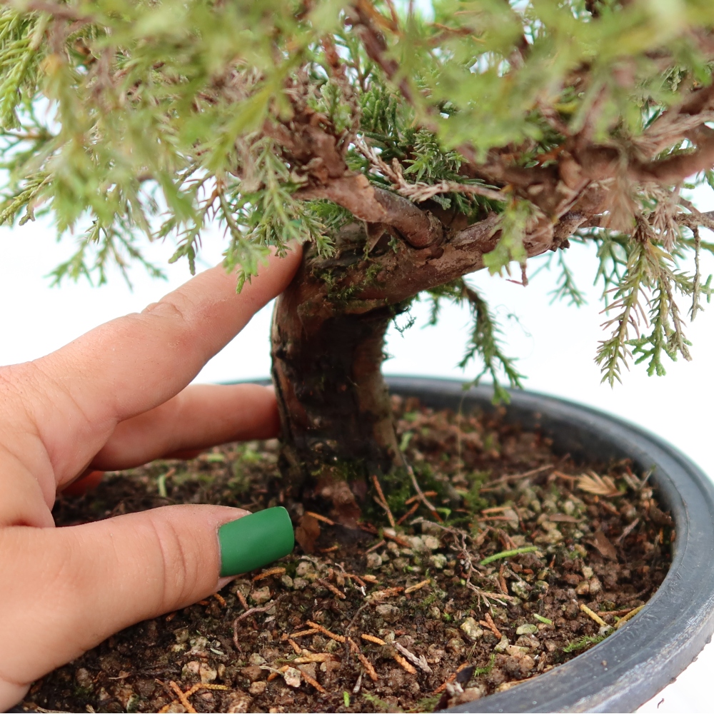 Venkovní bonsai - Juniperus chinensis Itoigawa-Jalovec čínský
