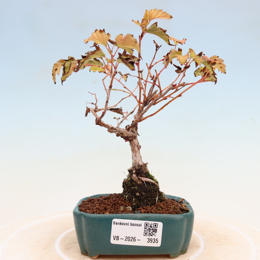 Venkovní bonsai -  Stephanandra incisa - Korunatka klaná