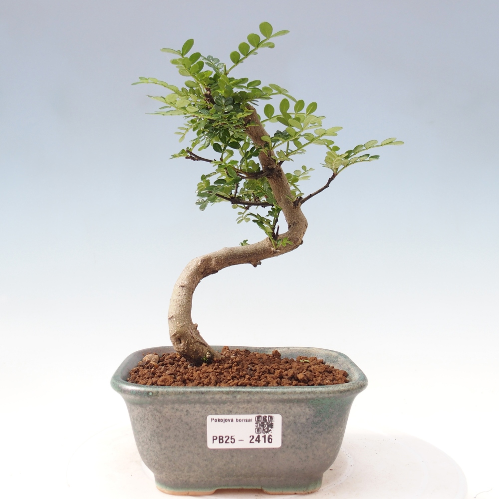 Pokojová bonsai - Zantoxylum piperitum - pepřovník