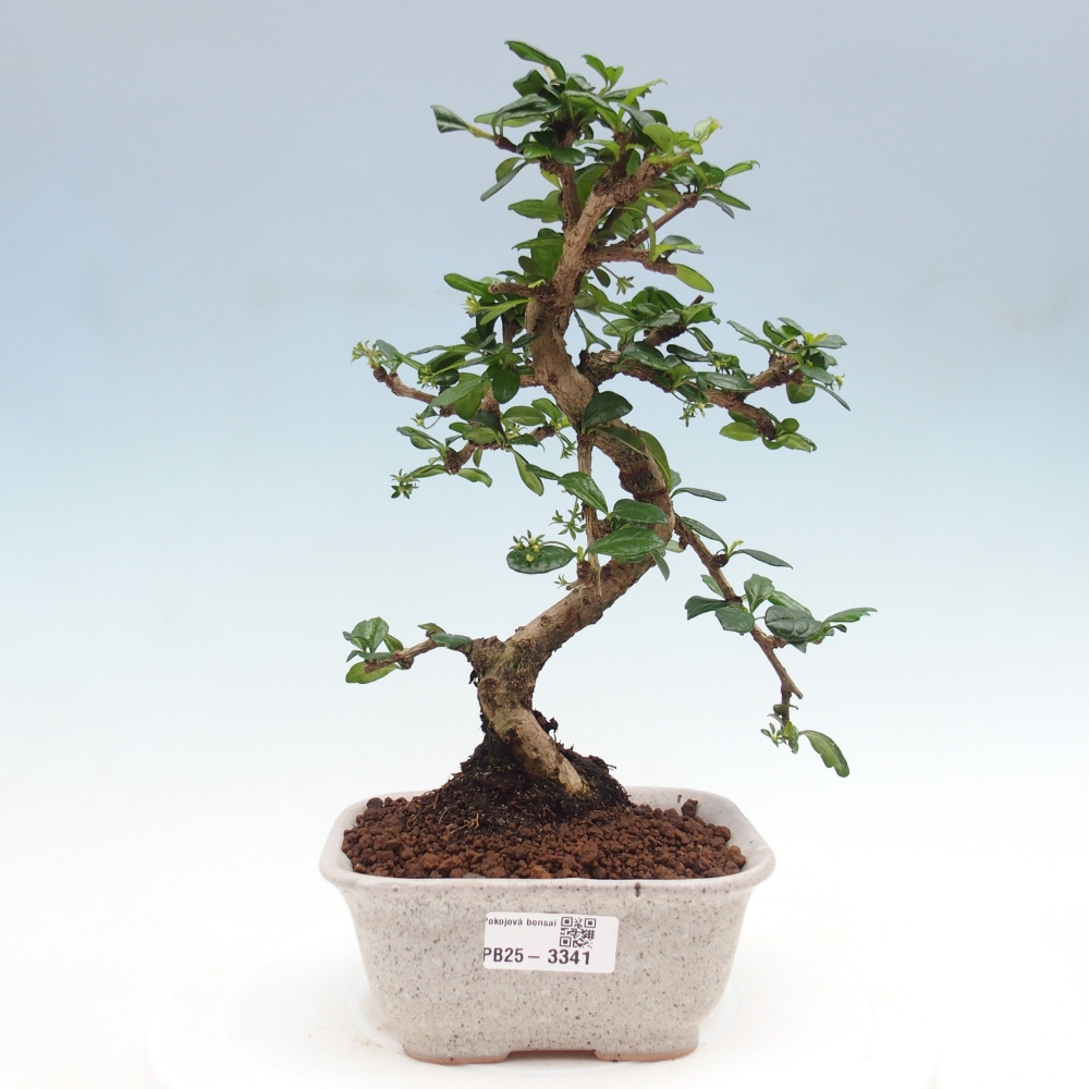 Pokojová bonsai - Carmona macrophylla - Čaj fuki