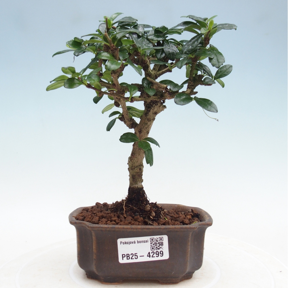 Pokojová bonsai - Carmona macrophylla - Čaj fuki