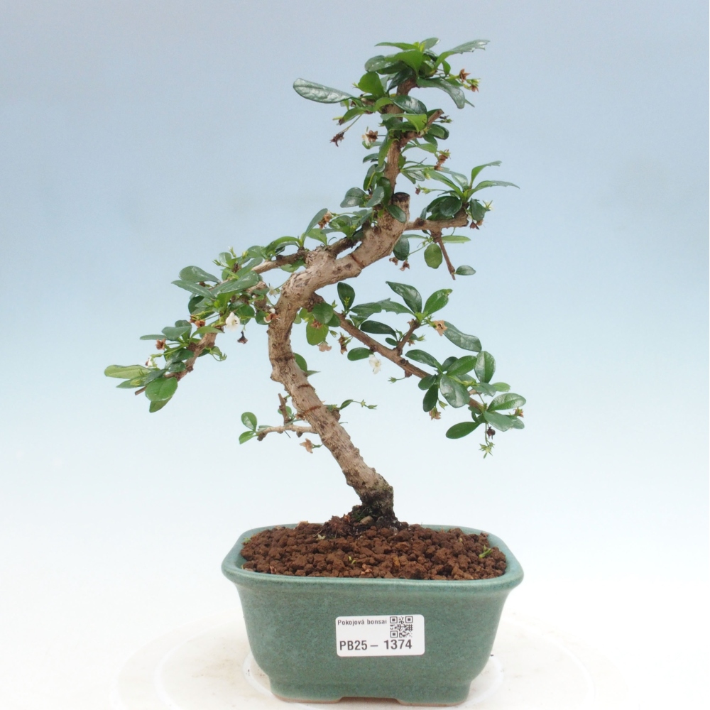 Pokojová bonsai - Carmona macrophylla - Čaj fuki