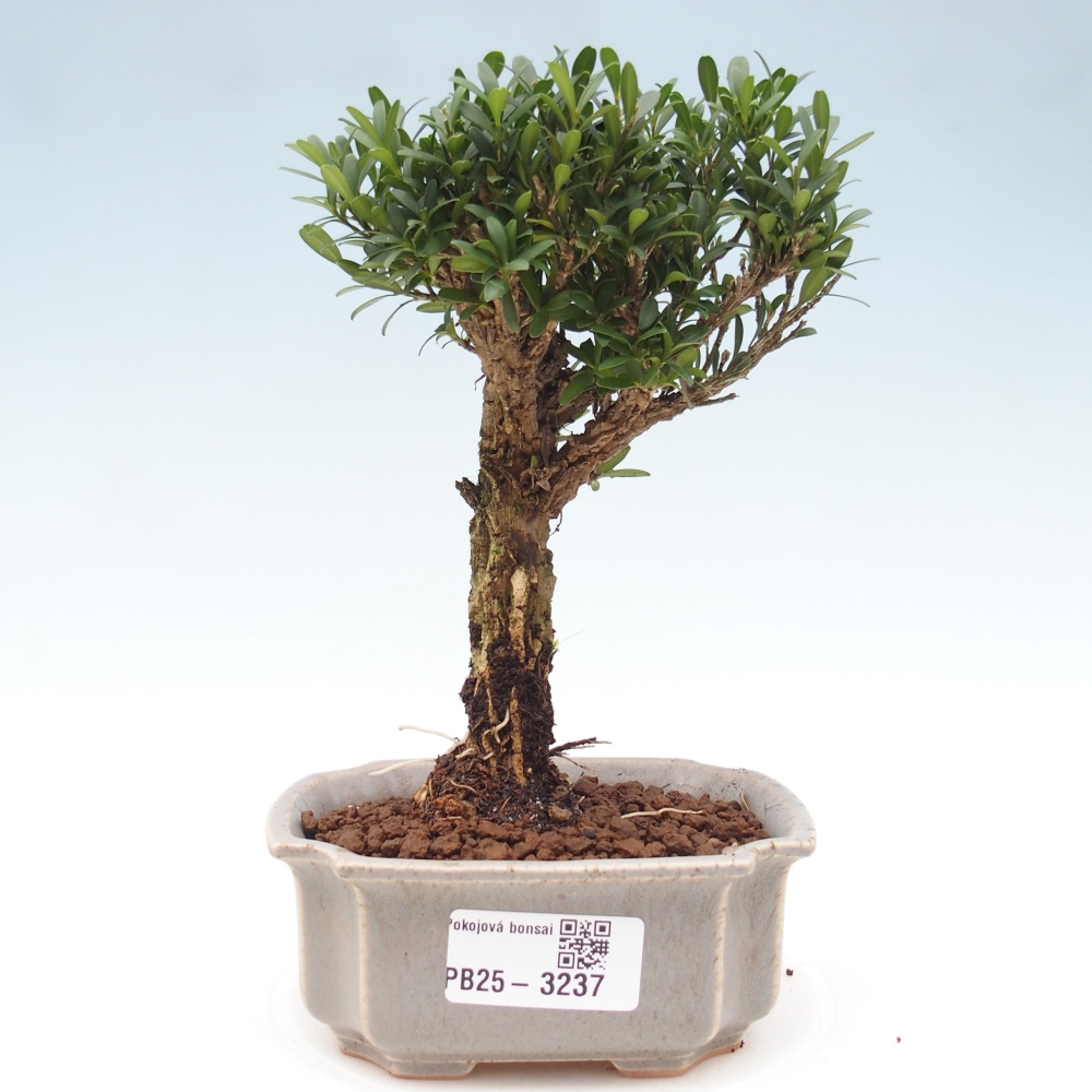 Pokojová bonsai - Buxus harlandii -korkový buxus