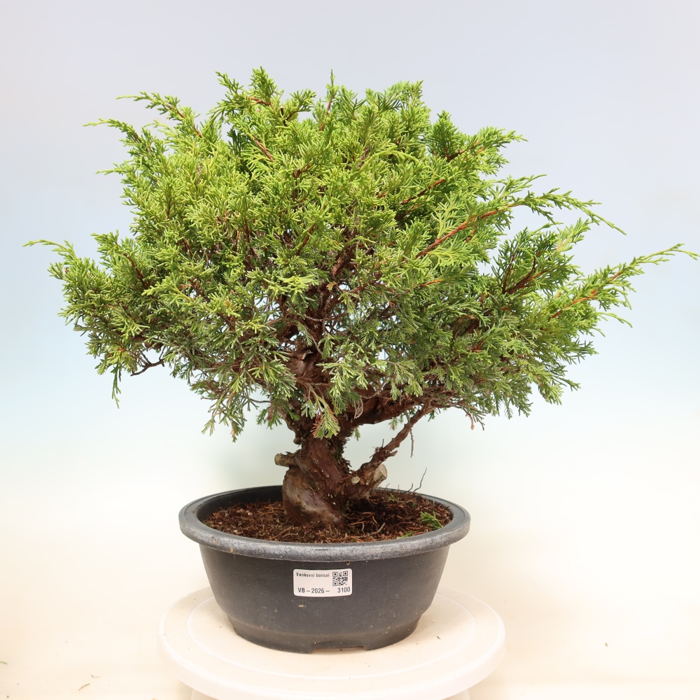 Venkovní bonsai - Juniperus chinensis Itoigawa-Jalovec čínský