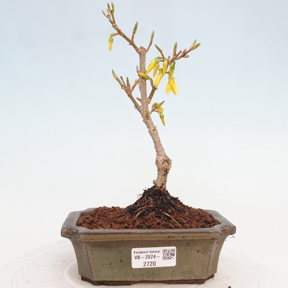 Venkovní bonsai - Zlatice - Forsythia intermedia 