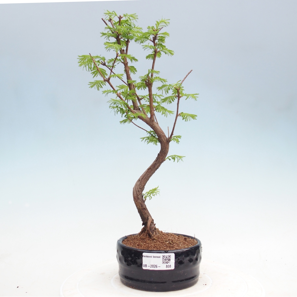 Venkovní bonsai - Metasequoia glyptostroboides - Metasekvoje čínská
