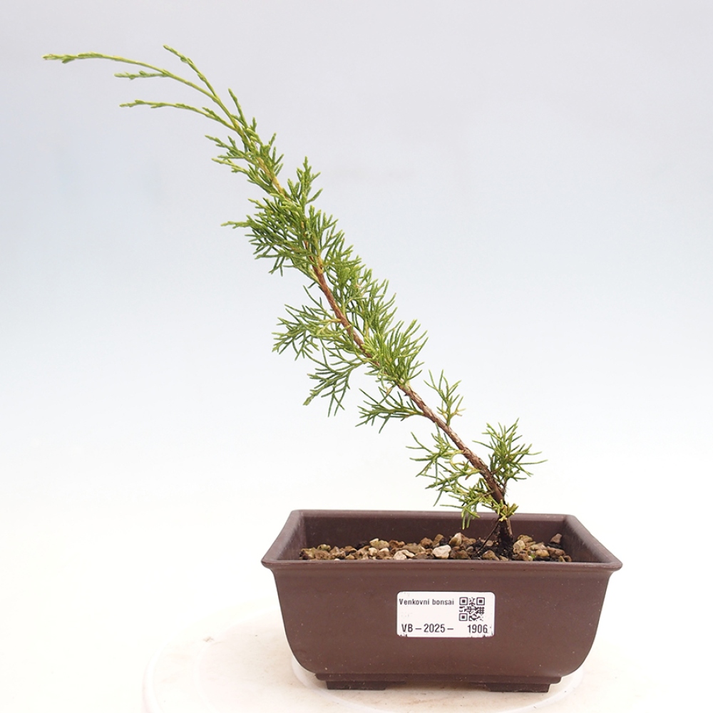 Venkovní bonsai - Juniperus chinensis Itoigawa -Jalovec čínský