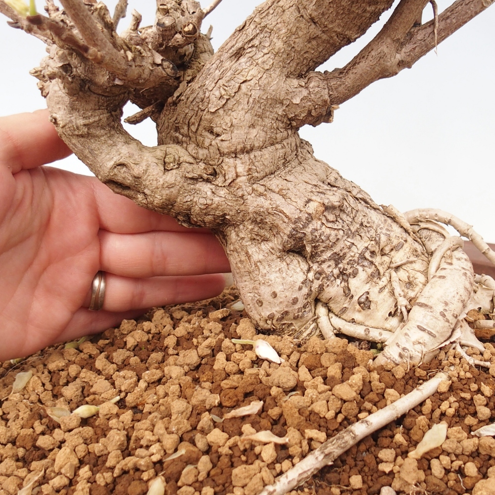 Venkovní bonsai - Vistarie  - Wisteria 
