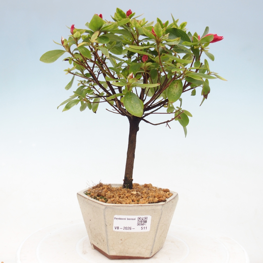 Venkovní bonsai - Japonská azalka - Azalea sp.