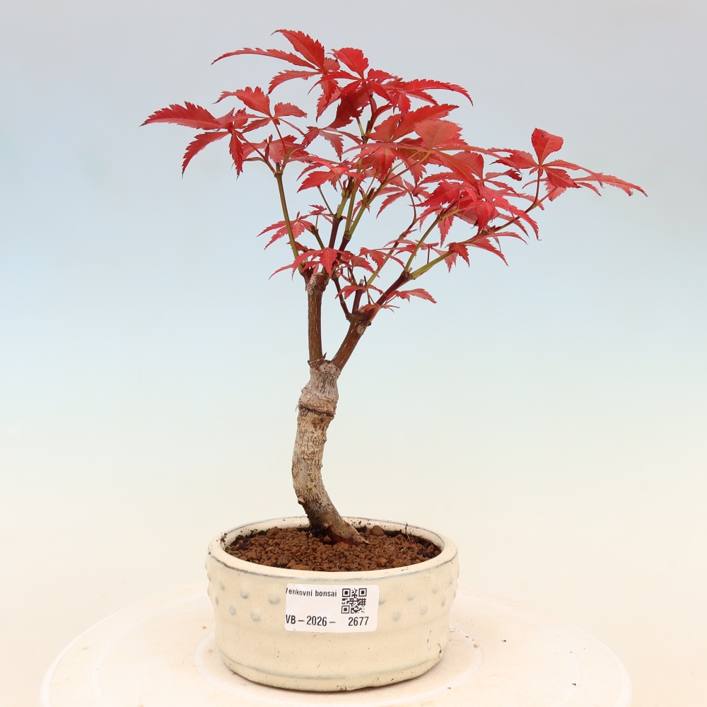 Venkovní bonsai - Acer palm. Atropurpureum-Javor dlanitolistý