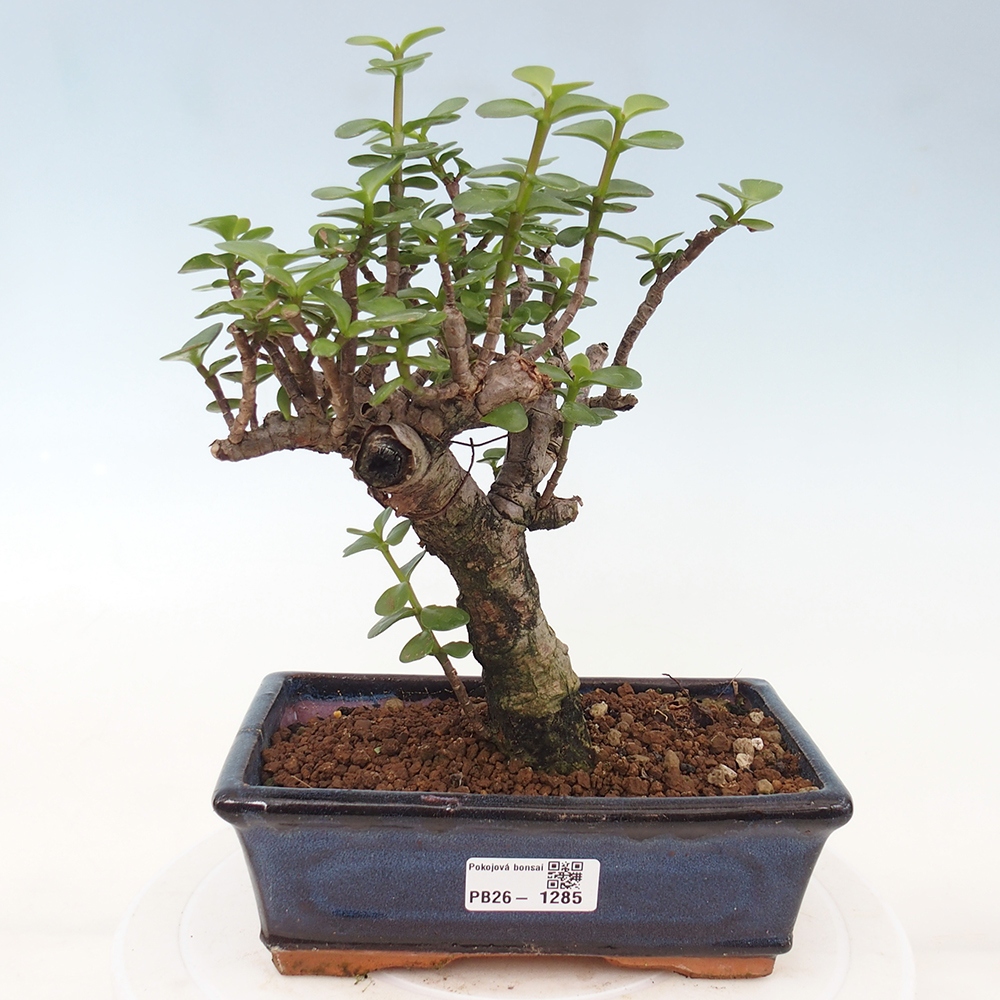Pokojová bonsai - Portulakaria Afra - Tlustice