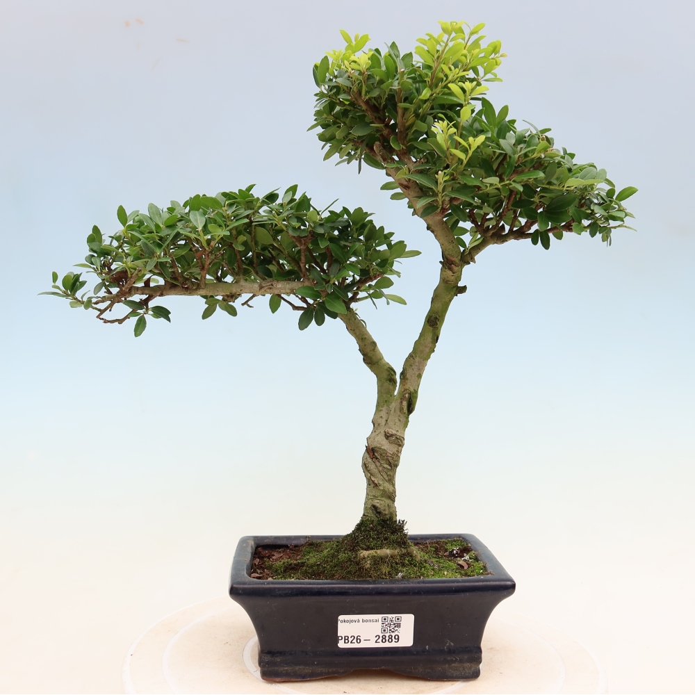Pokojová bonsai - Ilex crenata - Cesmína