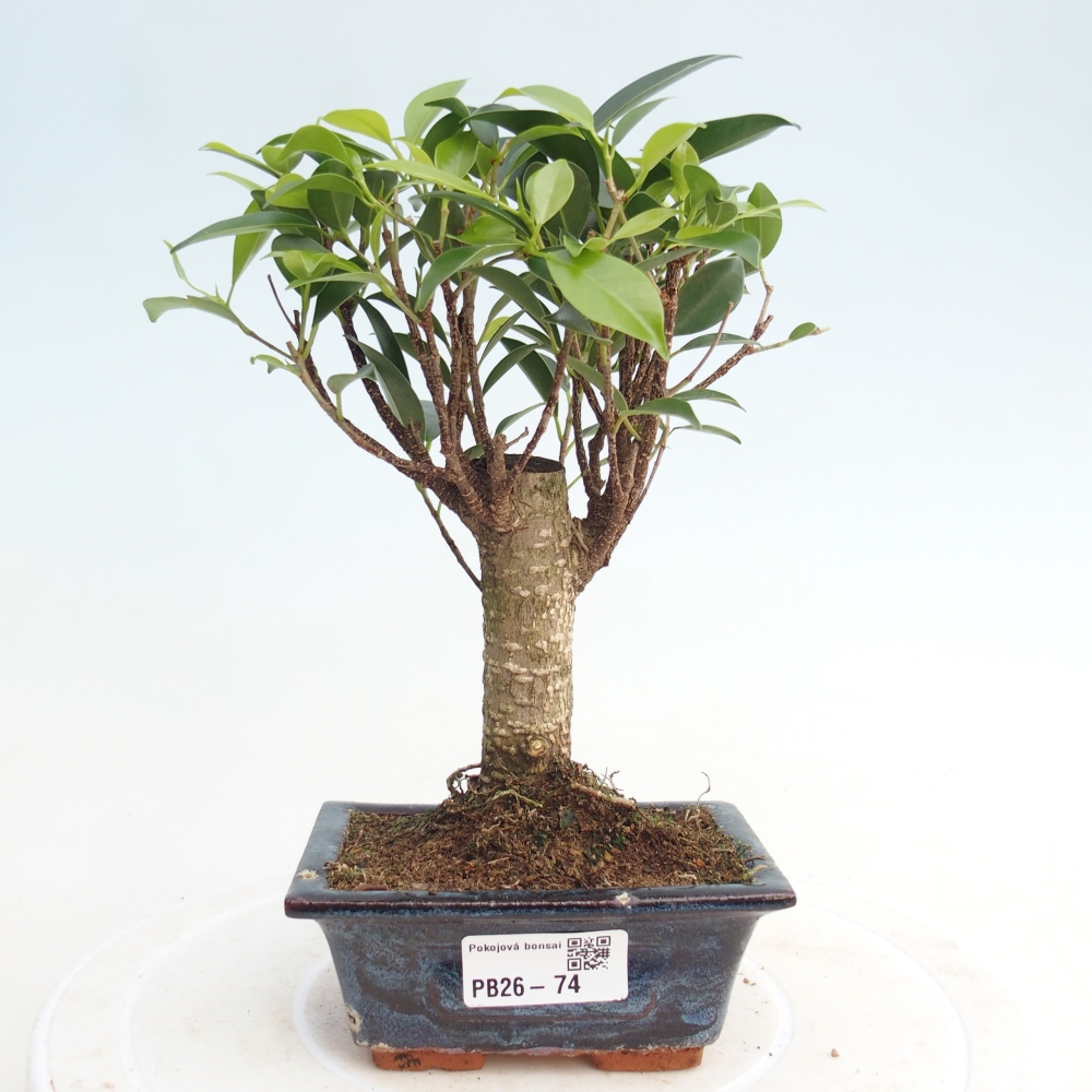 Pokojová bonsai Ficus retusa kimmen