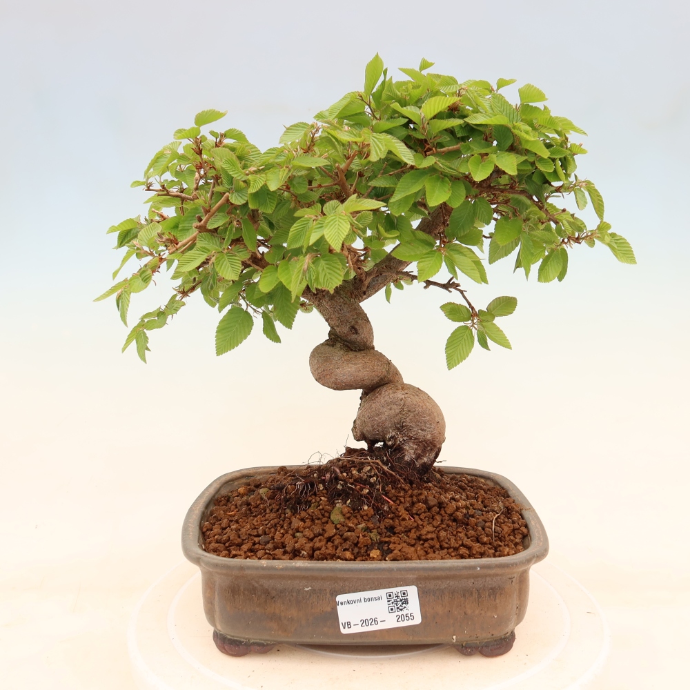 Venkovní bonsai -Carpinus coreana - Habr korejský