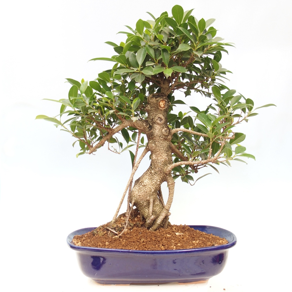 Pokojová bonsai - Ficus kimmen -  malolistý fíkus - POUZE OSOBNÍ ODBĚR nebo paletová přeprava