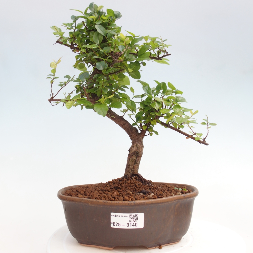 Pokojová bonsai - Sagerécie thea - Sagerécie thea