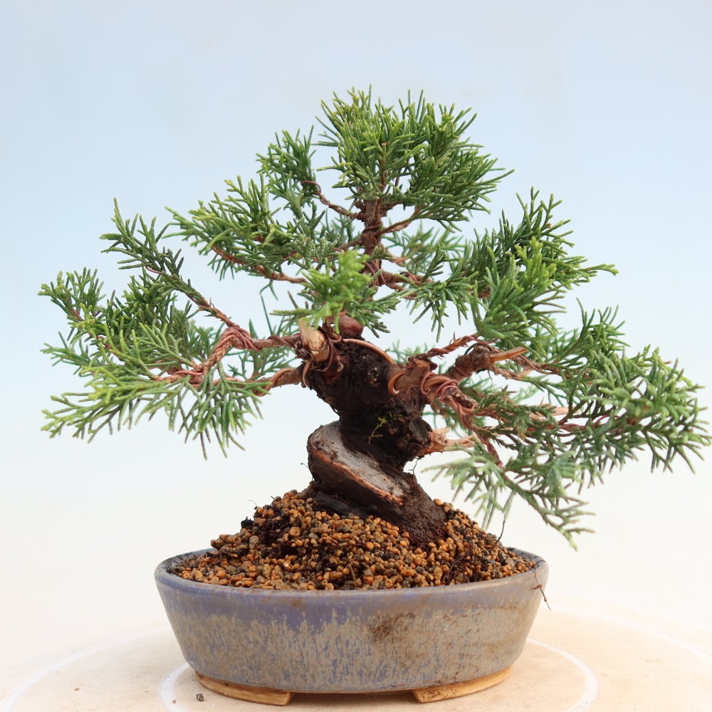 Venkovní bonsai - Juniperus chinensis Itoigawa -Jalovec čínský