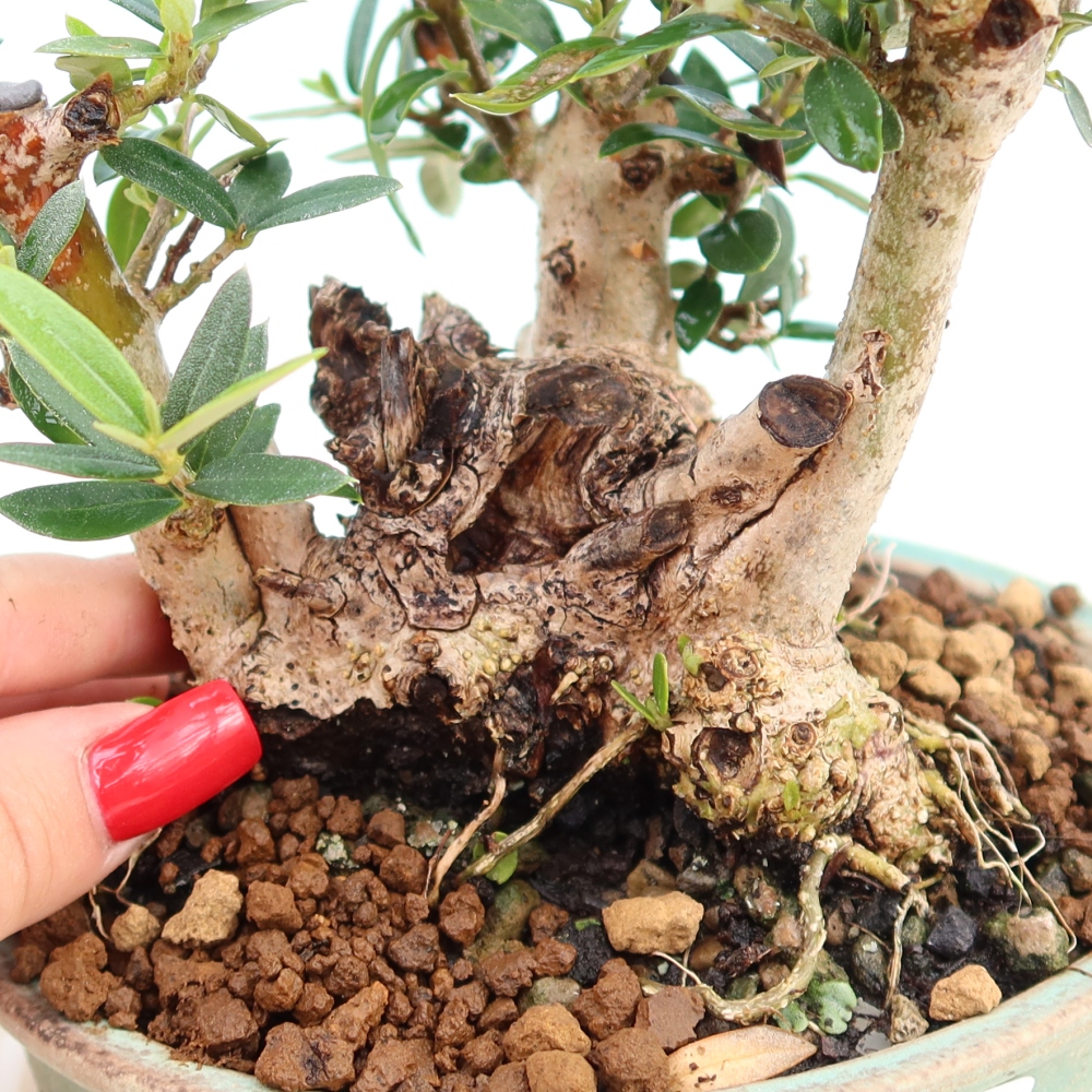 Pokojová bonsai - Olea europaea sylvestris -Oliva evropská drobnolistá