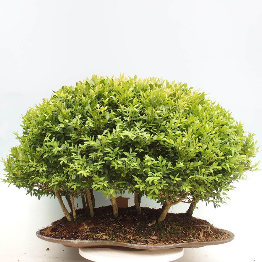 Venkovní bonsai - Buxus sempervirens - zimostráz