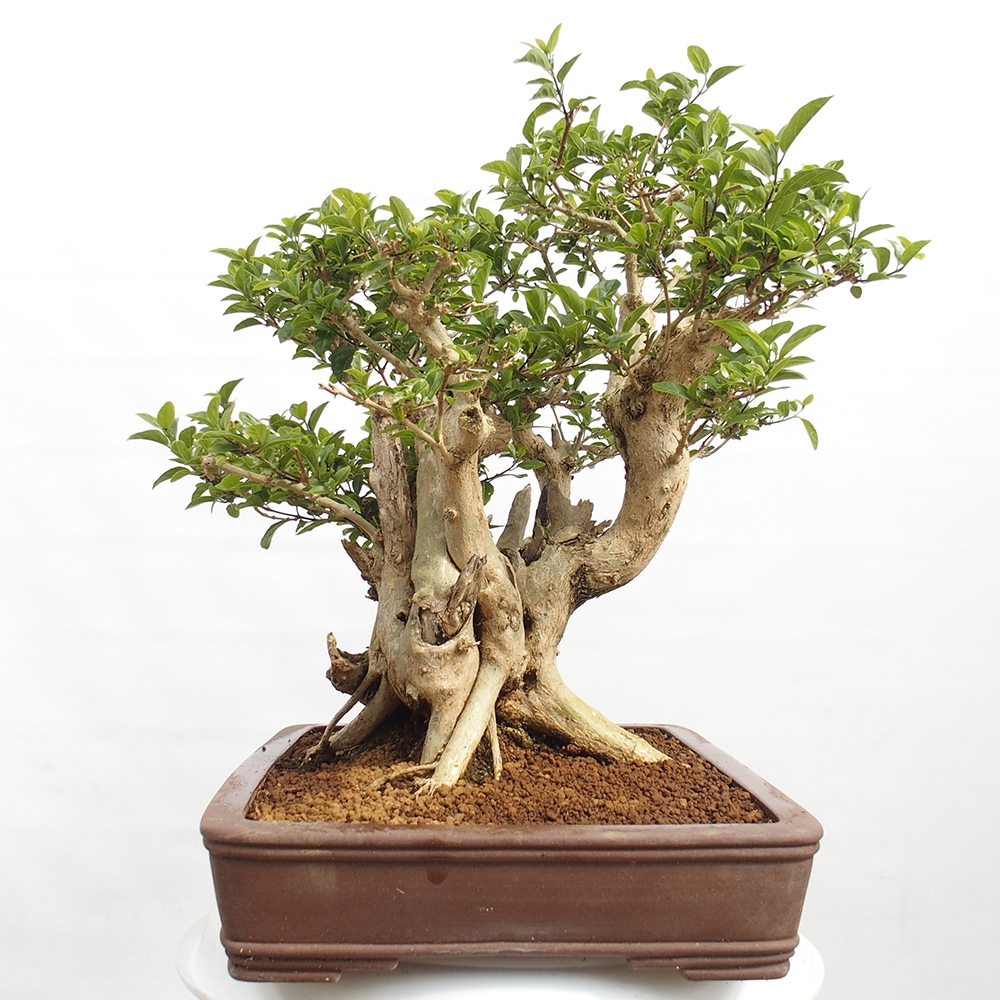 Pokojová bonsai - Premna serratifolia  - Kozlovoň malolistá