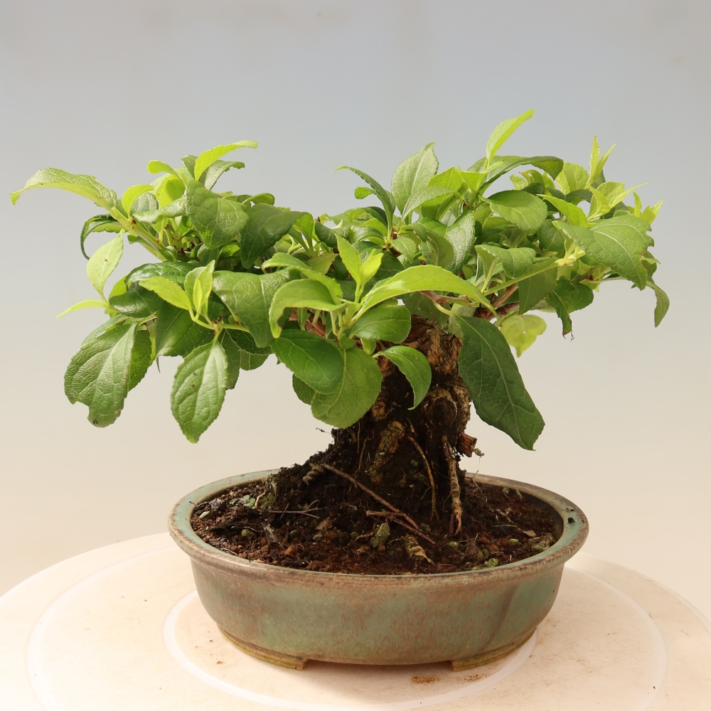 Venkovní bonsai - Celastrus  orbiculatus - Jesenec okrouhlolistý