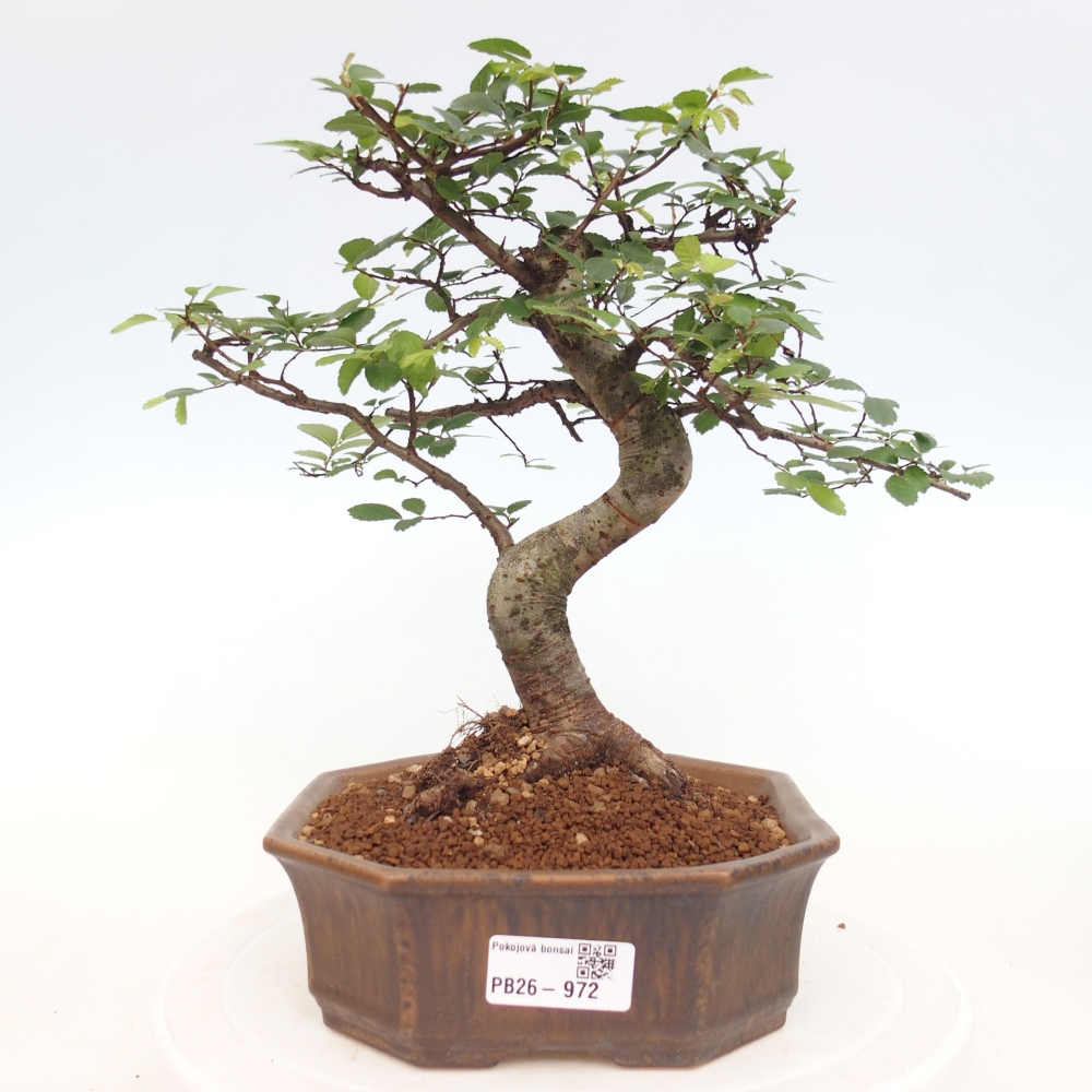 Pokojová bonsai - Ulmus parvifolia - Malolistý jilm
