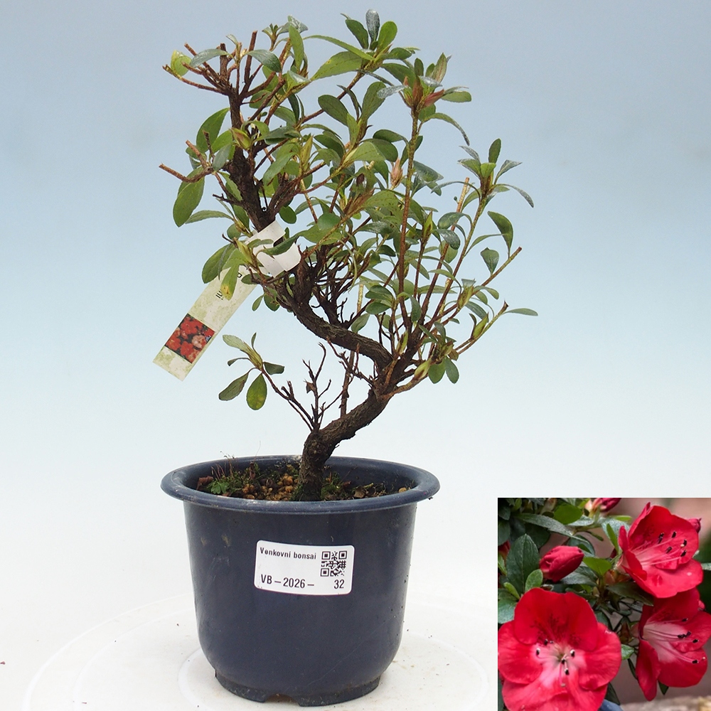 Venkovní bonsai - Japonská azalka - Azalea Benibeni