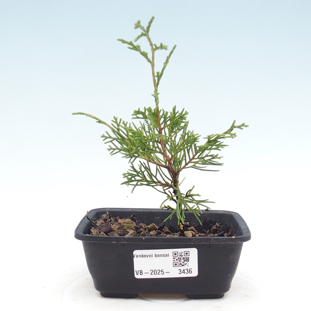 Venkovní bonsai - Juniperus chinensis Itoigawa -Jalovec čínský