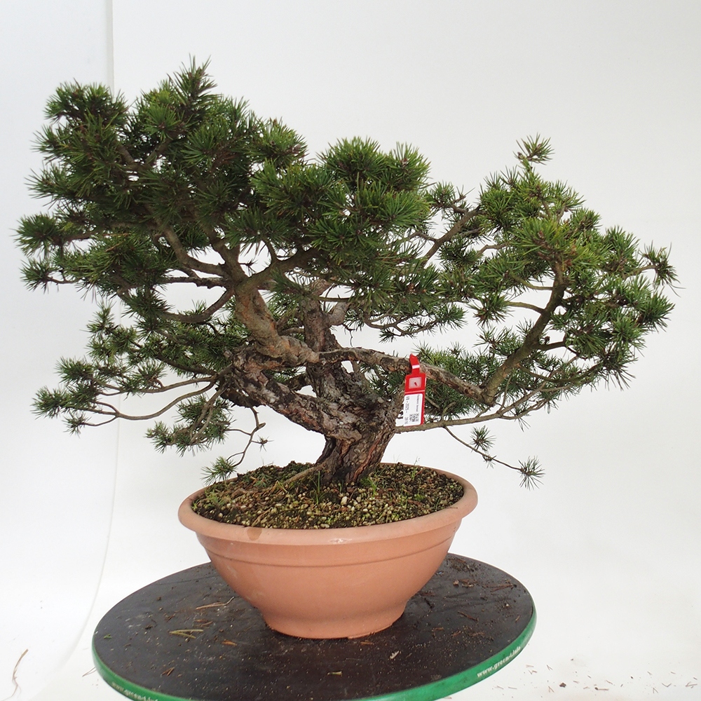 Yamadori - Pinus sylvestris Španělsko