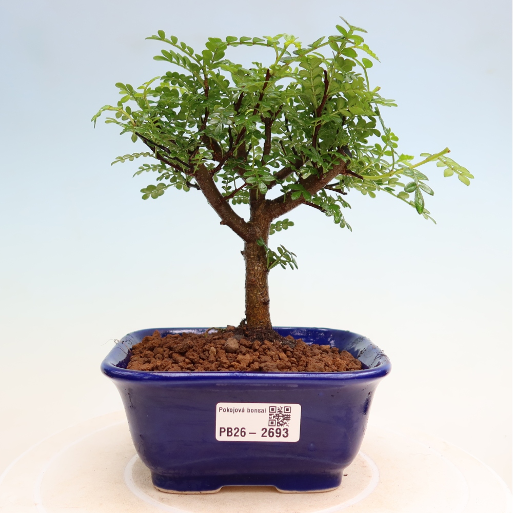 Pokojová bonsai - Zantoxylum piperitum - Pepřovník