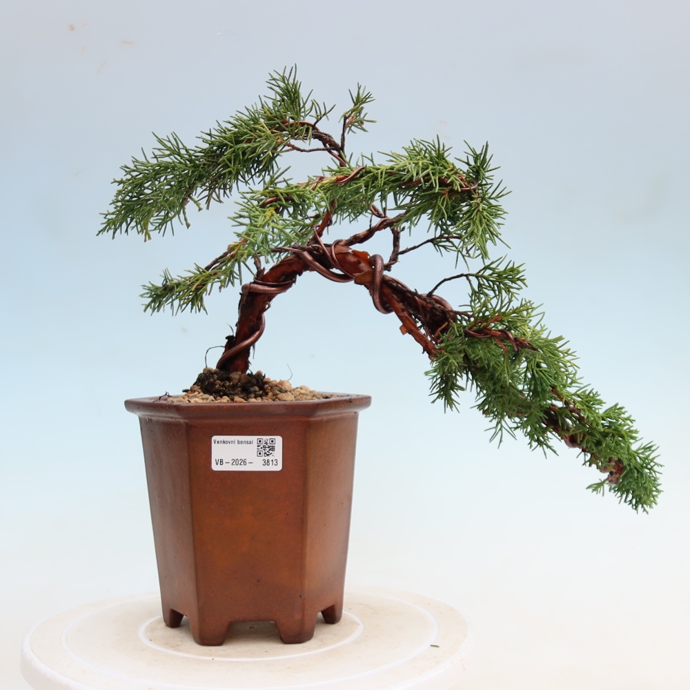 Venkovní bonsai - Juniperus chinensis Kishu -Jalovec čínský