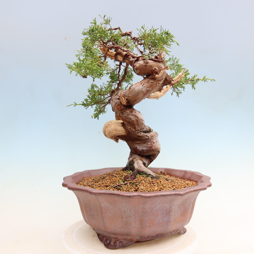 Venkovní bonsai - Juniperus chinensis Itoigawa-Jalovec čínský