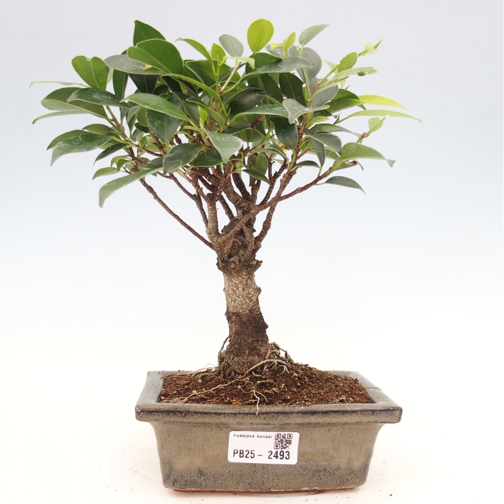 Pokojová bonsai - Ficus retusa -  malolistý fíkus