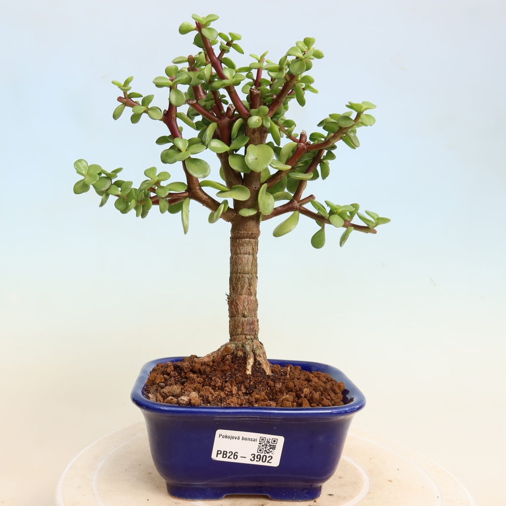 Pokojová bonsai - Portulakaria Afra - Tlustice