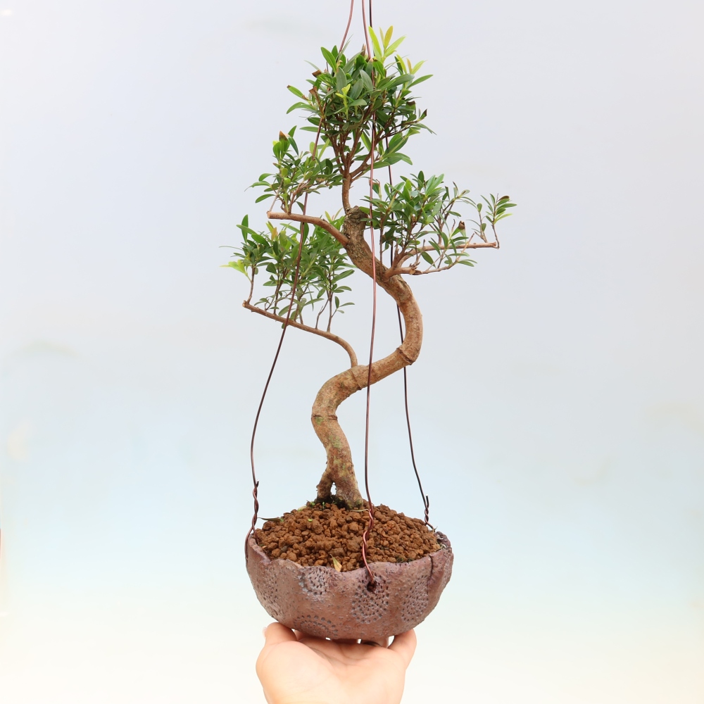 Kokedama v keramice -Syzygium - Pimentovník