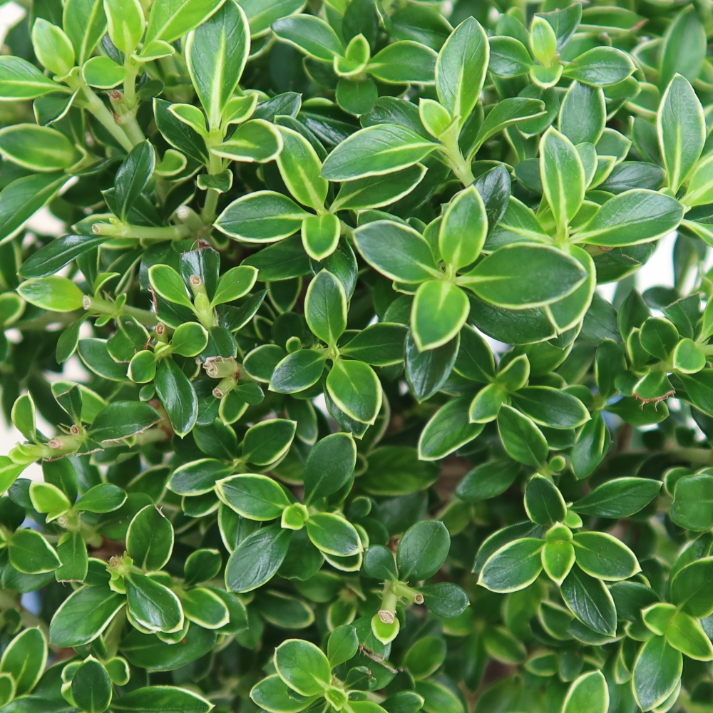 Pokojová bonsai - Serissa foetida Variegata - Strom tisíce hvězd