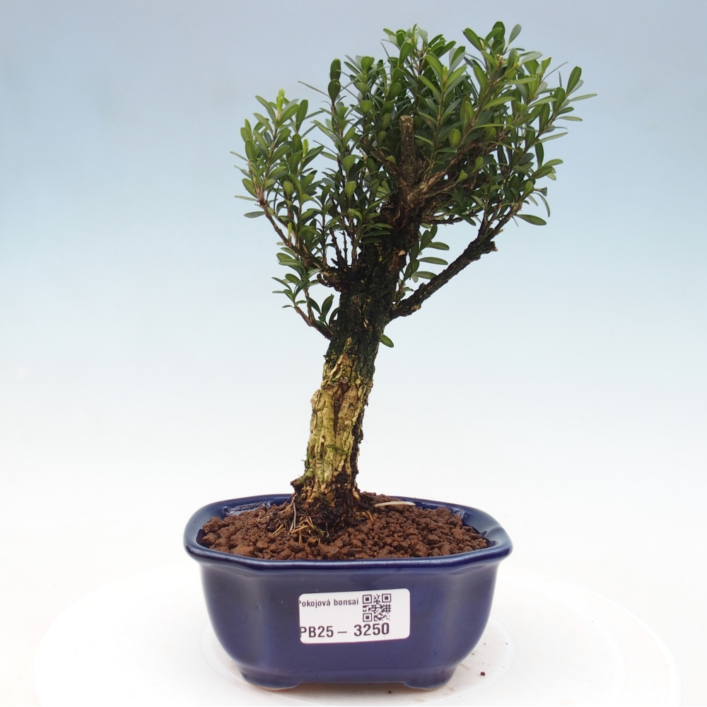 Pokojová bonsai - Buxus harlandii -korkový buxus