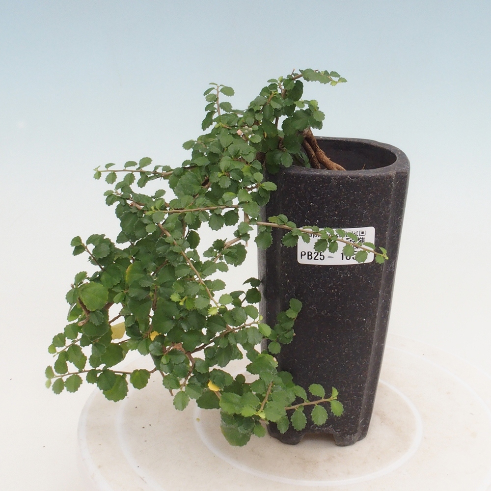 Pokojová bonsai - Grewia sp. - Grewie malolistá