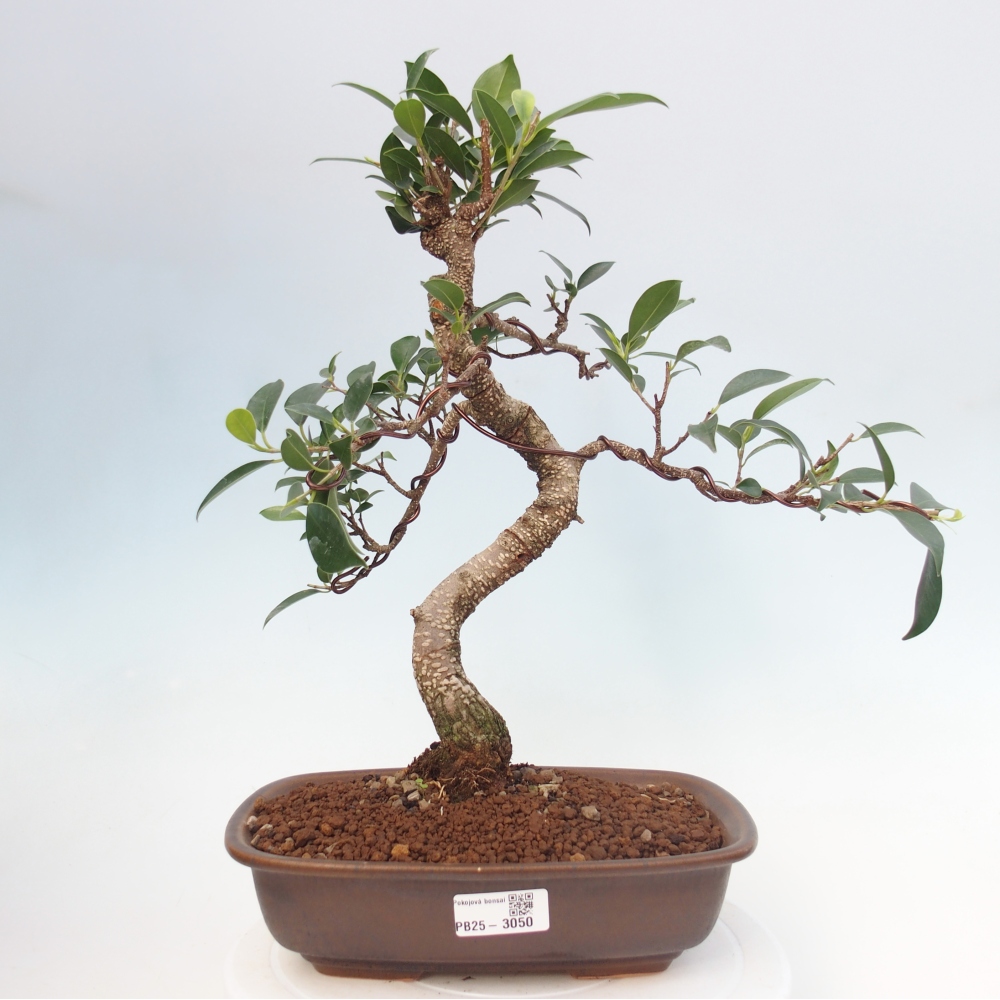 Pokojová bonsai - Ficus kimmen -  malolistý fíkus