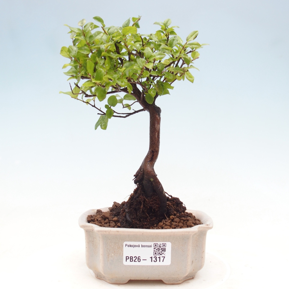 Pokojová bonsai - Sagerécie thea - Sagerécie thea