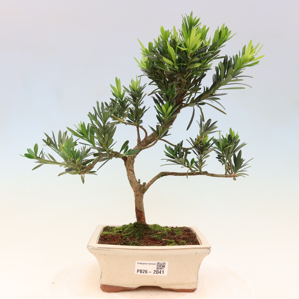 Pokojová bonsai - Podocarpus - Kamenný tis