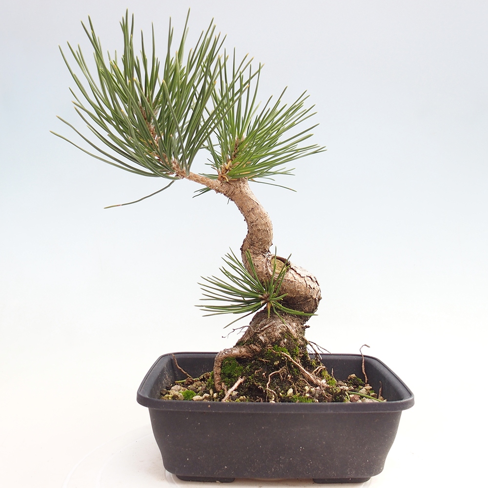 Venkovní bonsai - Pinus thunbergii - Borovice thunbergova