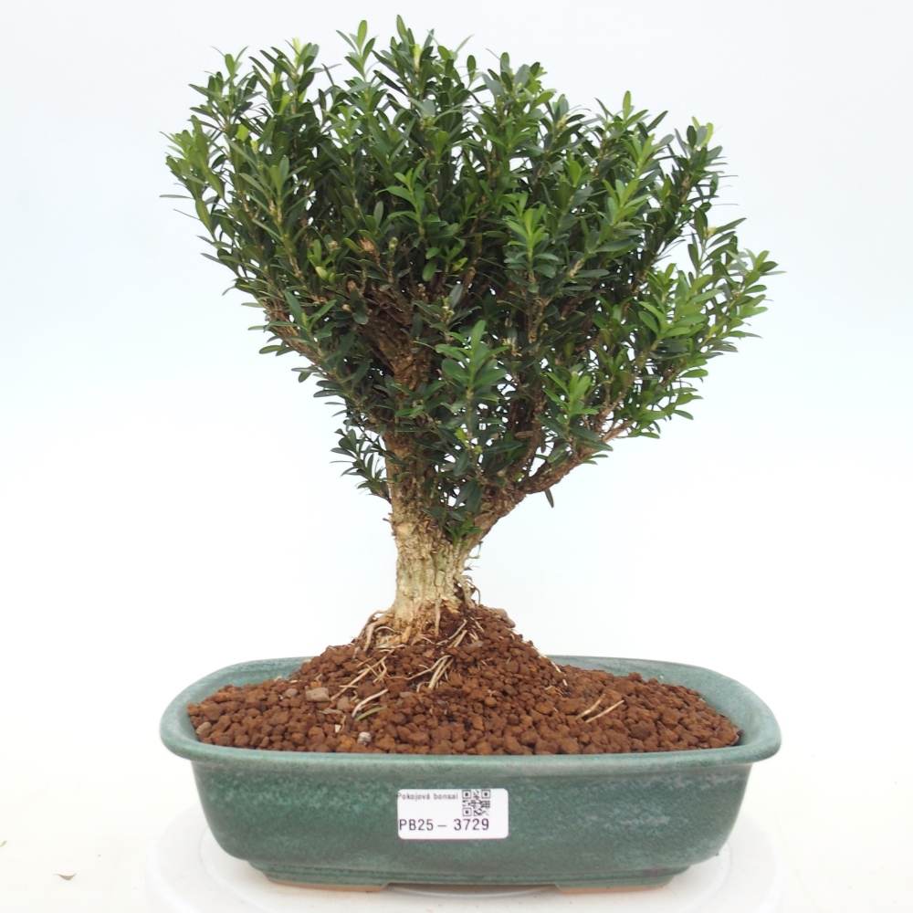 Pokojová bonsai - Buxus harlandii -korkový buxus