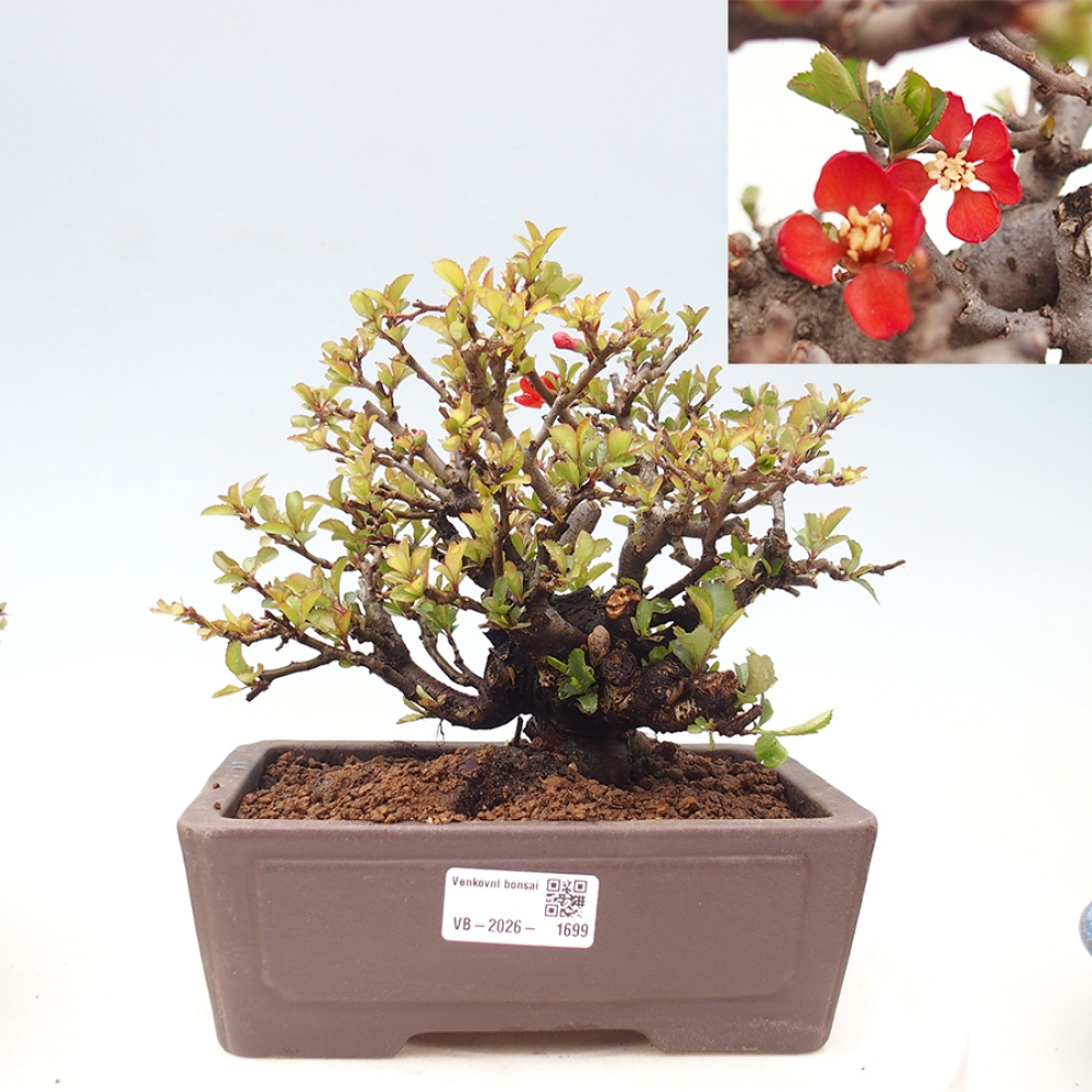 Venkovní  bonsai -  Chaneomeles speciosa - Kdoulovec ozdobný