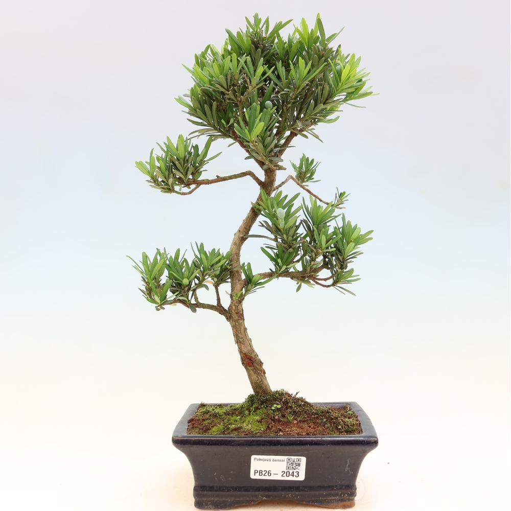 Pokojová bonsai - Podocarpus - Kamenný tis