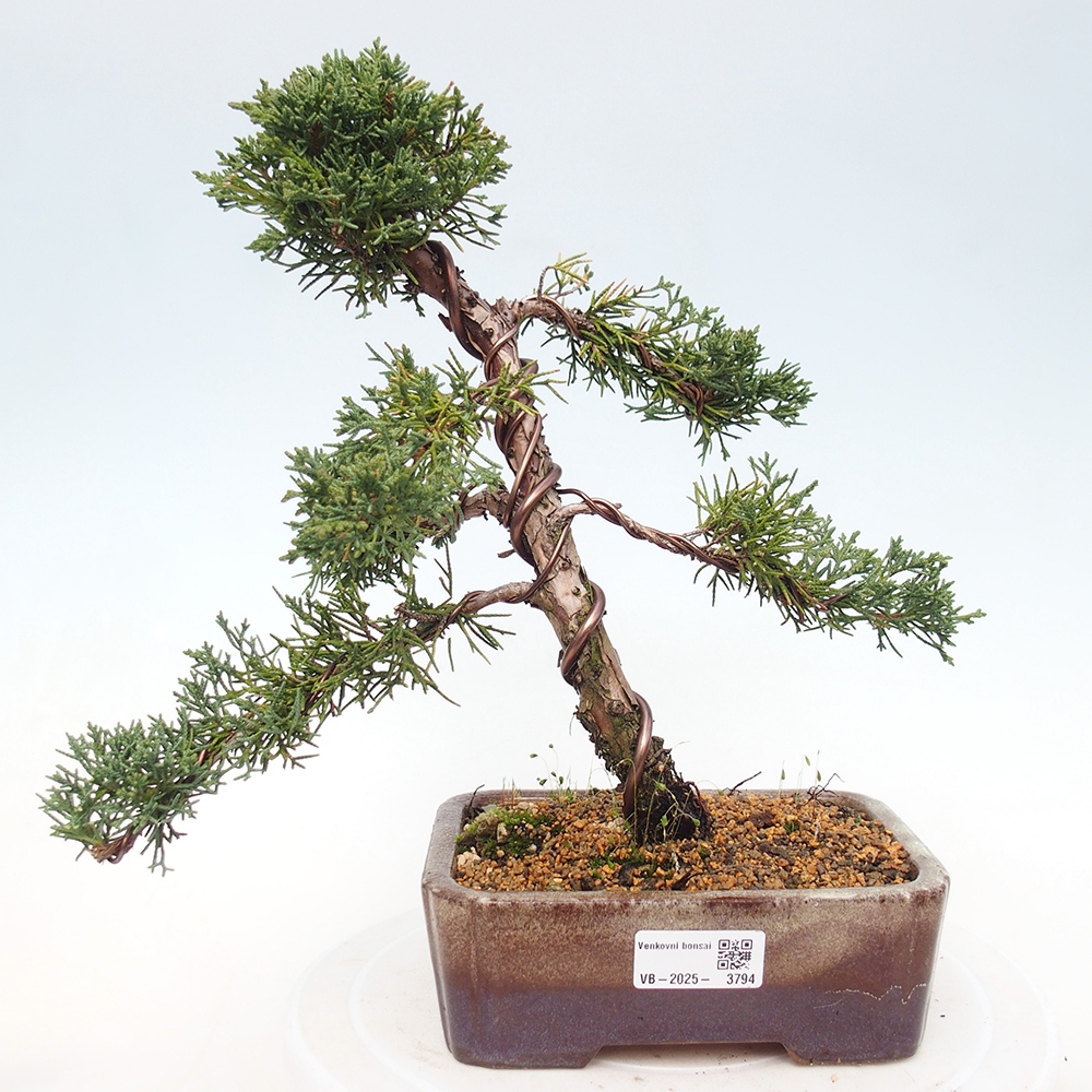 Venkovní bonsai - Juniperus chinensis Kishu -Jalovec čínský