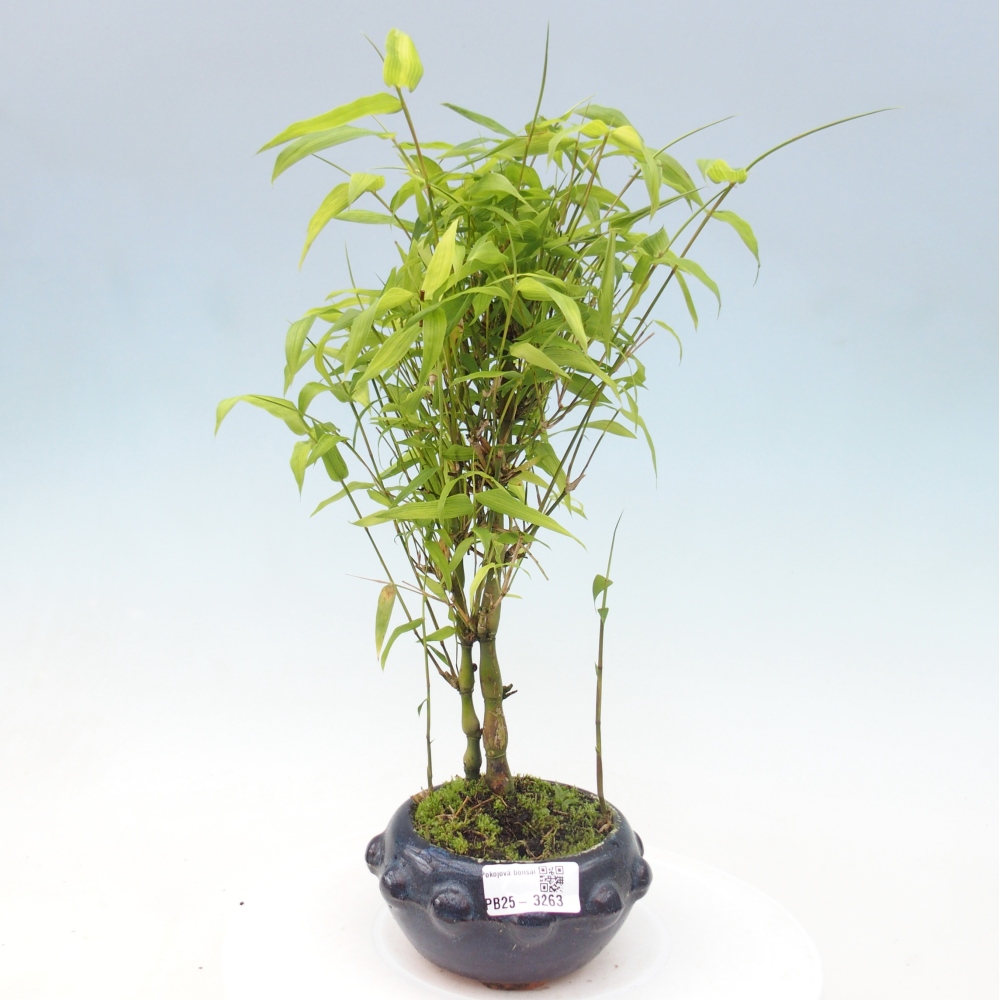 Pokojová bonsai - Bambus budha-Bambus budhovo břicho