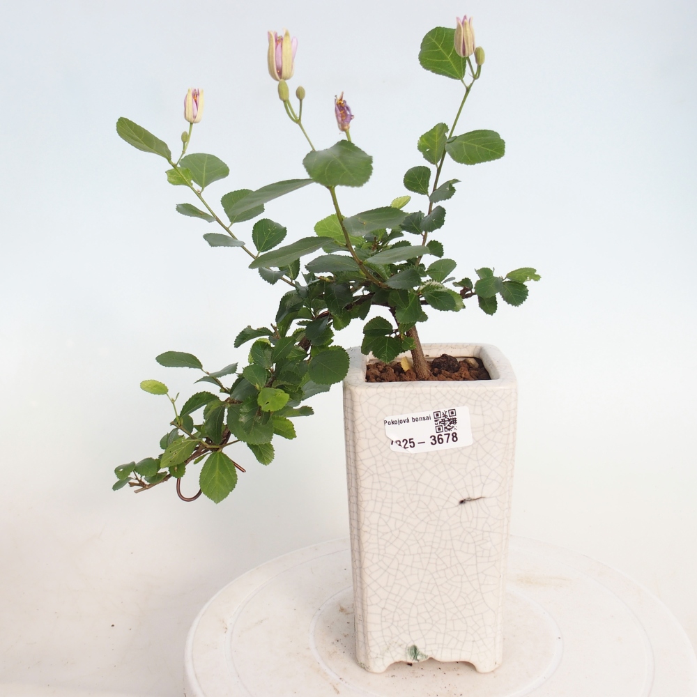 Pokojová bonsai - Grewia occidentalis - Hvězdice levandulová