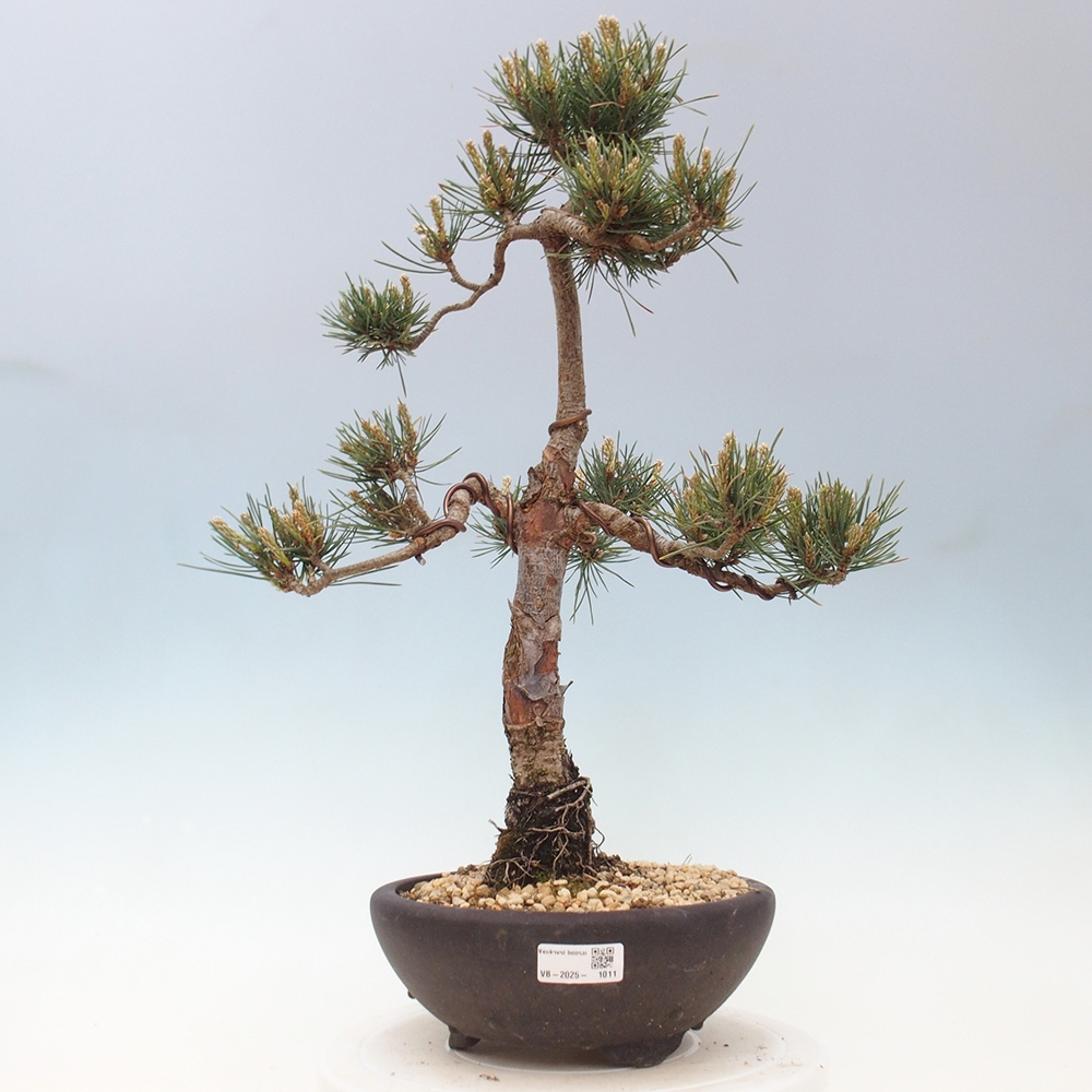 Venkovní bonsai - Pinus Sylvestris Watererri - Borovice lesní