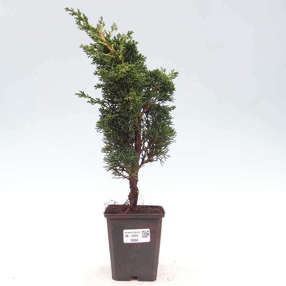 Venkovní bonsai - Juniperus chinensis Kishu -Jalovec čínský